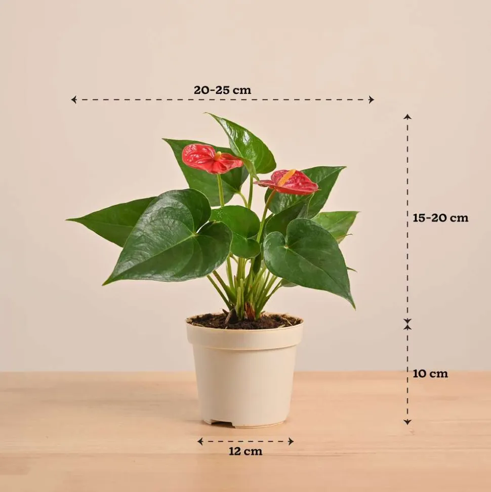 Anthurium Red Plant