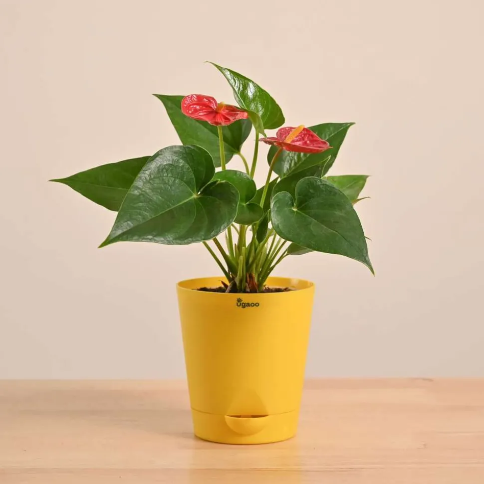 Anthurium Red Plant
