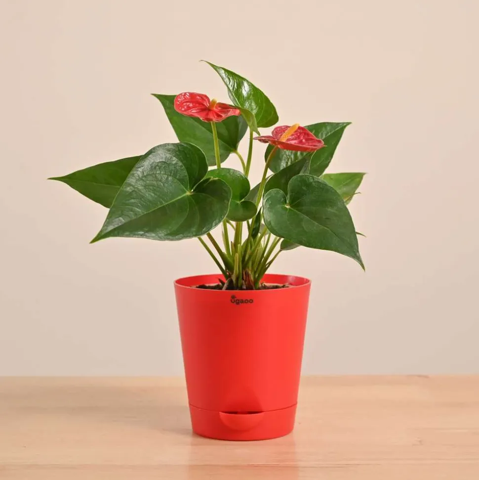 Anthurium Red Plant