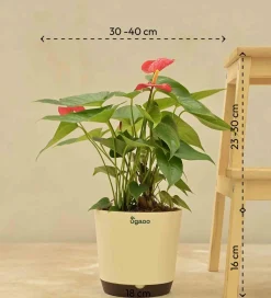Anthurium Red Plant