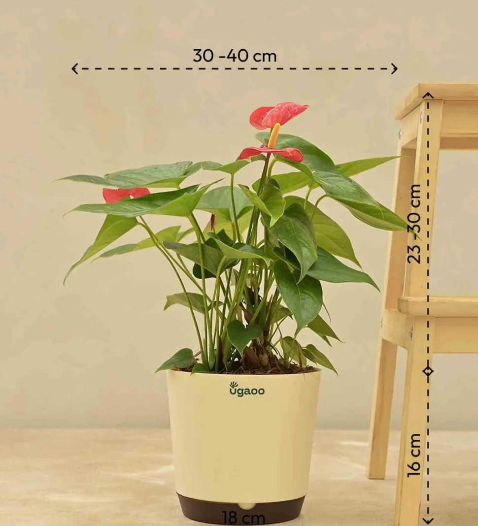 Anthurium Red Plant