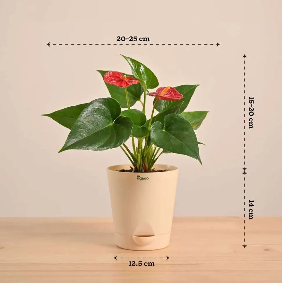 Anthurium Red Plant