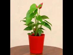 Anthurium Red Plant