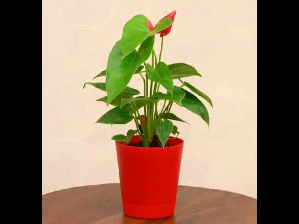 Anthurium Red Plant