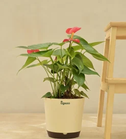Anthurium Red Plant