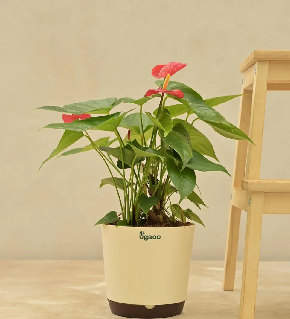 Anthurium Red Plant
