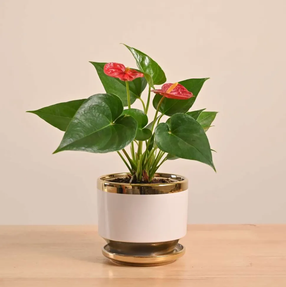 Anthurium Red Plant