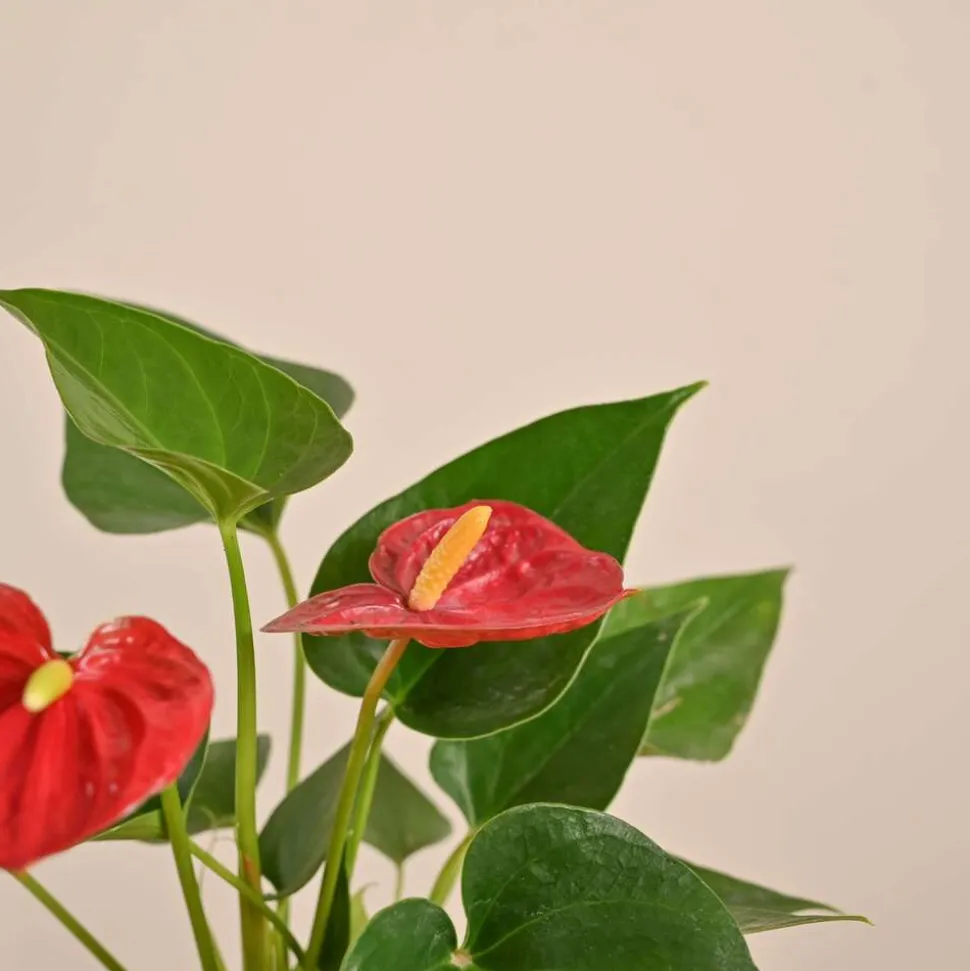 Anthurium Red Plant