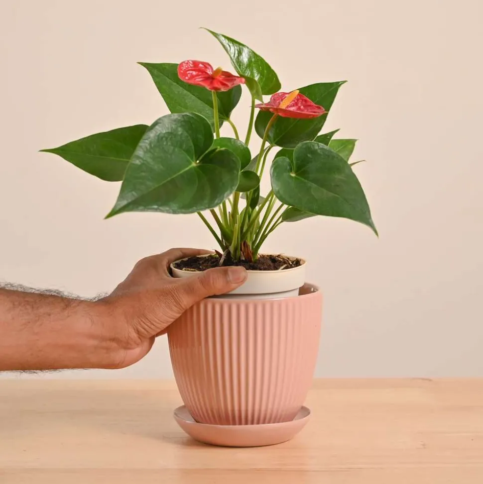 Anthurium Red Plant