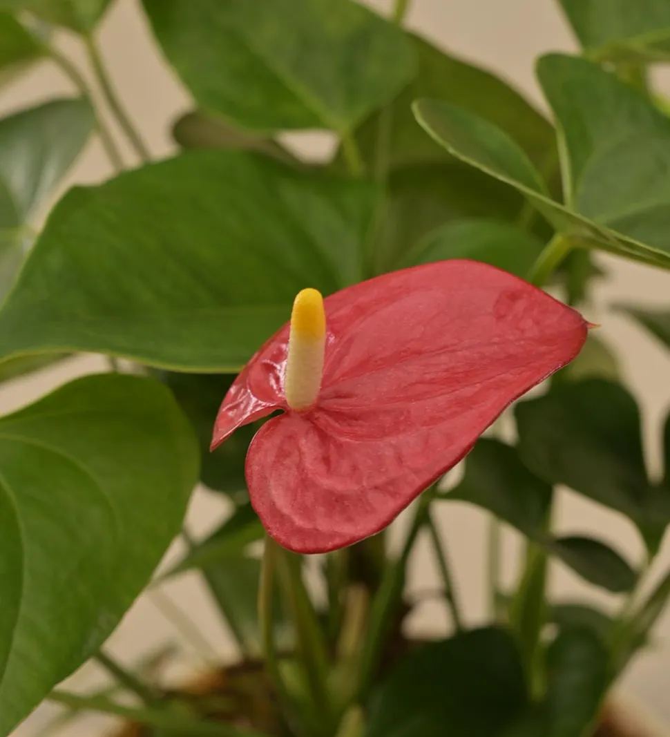 Anthurium Red Plant