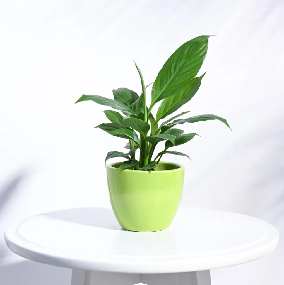 Apple Ceramic Pot (3.8 Inch Diameter)