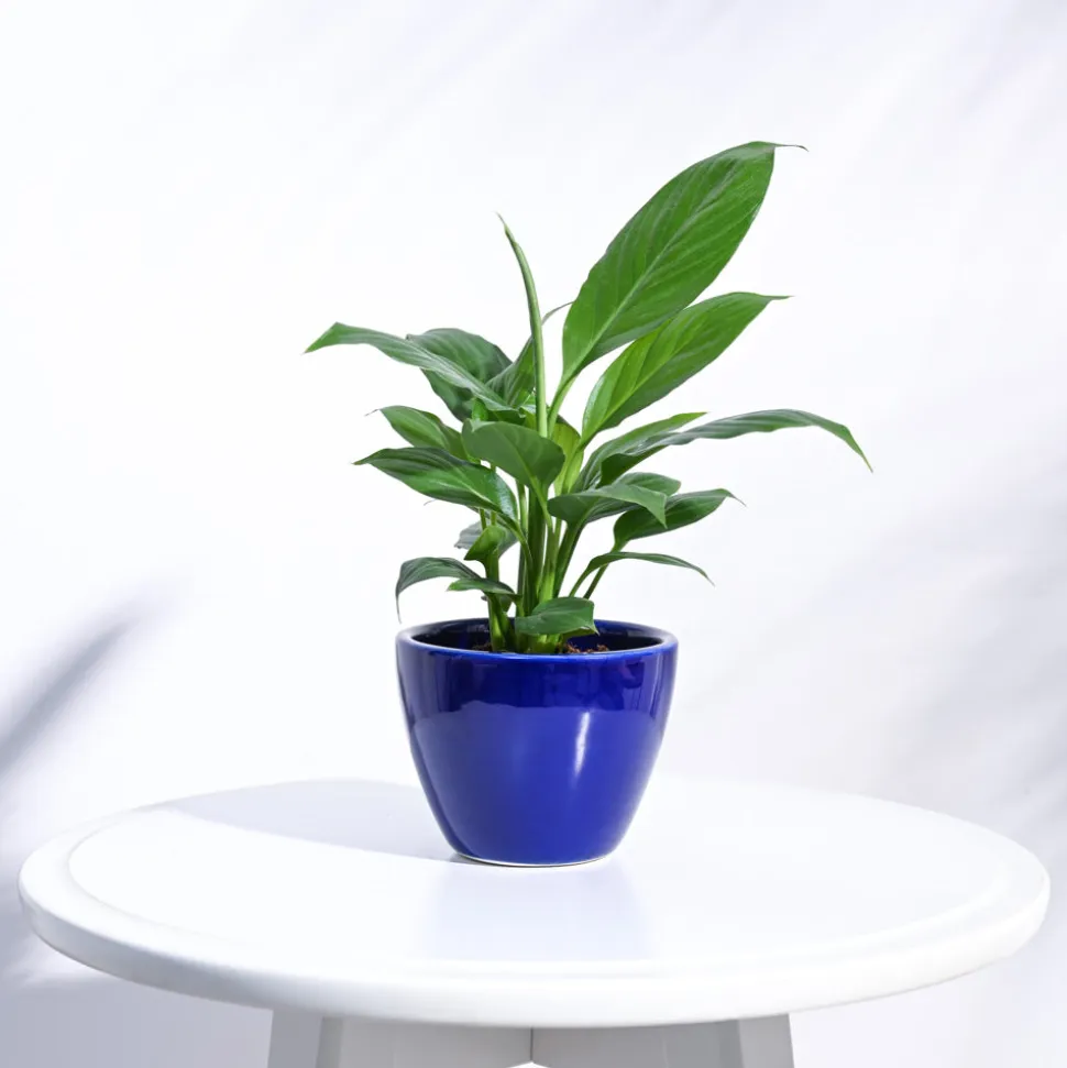 Apple Ceramic Pot (3.8 Inch Diameter)