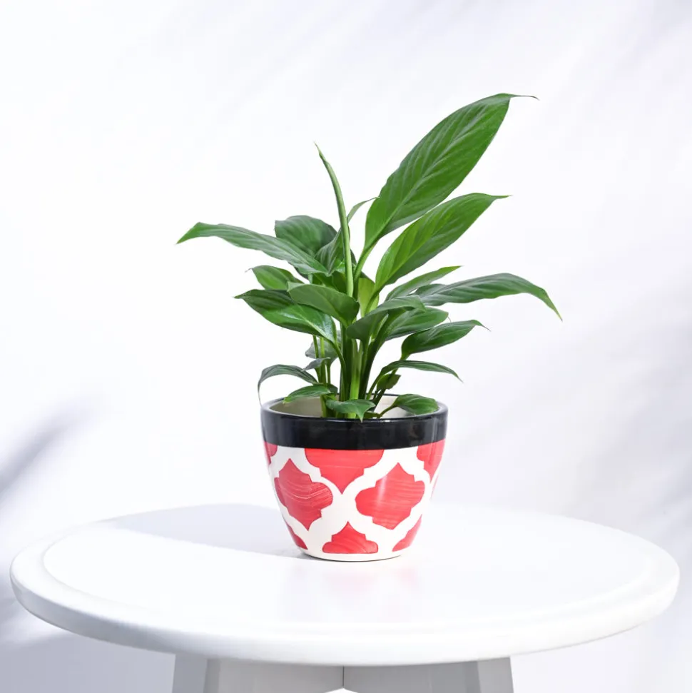 Apple Ceramic Pot (3.8 Inch Diameter)