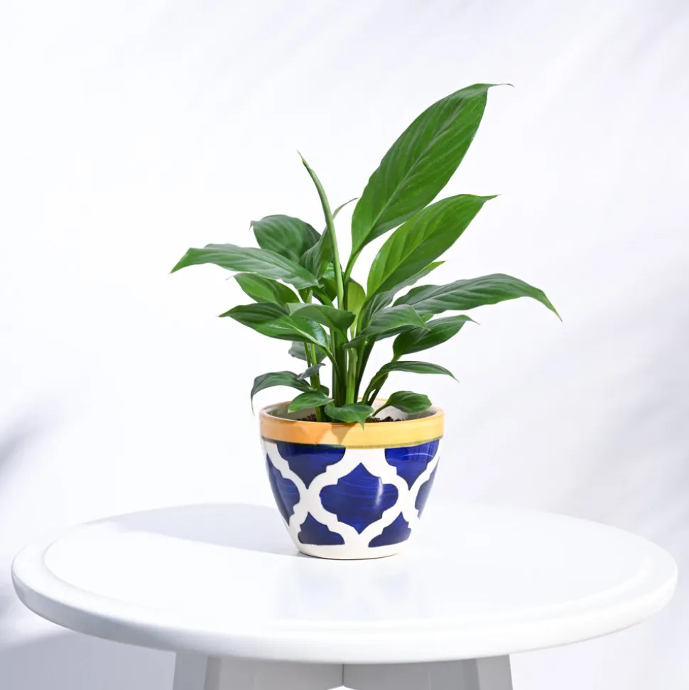 Apple Ceramic Pot (3.8 Inch Diameter)