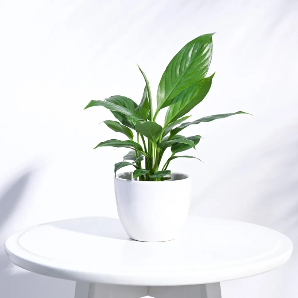 Apple Ceramic Pot (3.8 Inch Diameter)