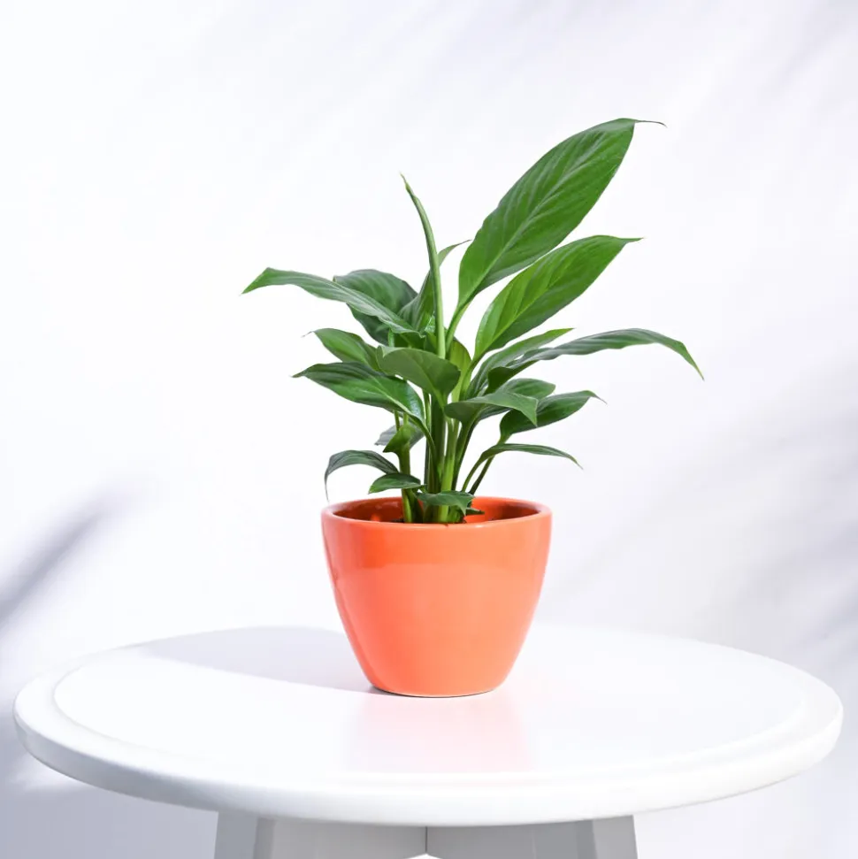 Apple Ceramic Pot (3.8 Inch Diameter)