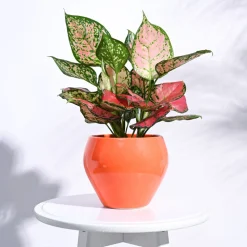 Apple Ceramic Pot (6.6 Inch Diameter)