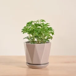 Aralia Golden Plant