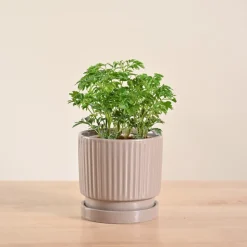 Aralia Golden Plant