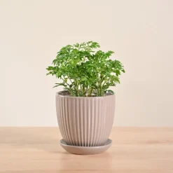 Aralia Golden Plant