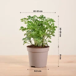 Aralia Golden Plant