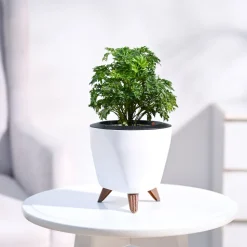 Aralia Golden Plant