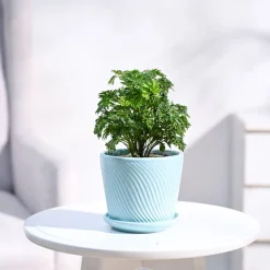 Aralia Golden Plant