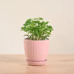 Aralia Golden Plant