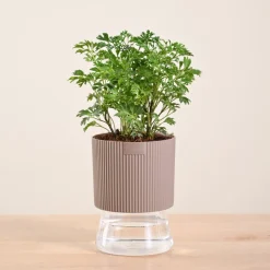 Aralia Golden Plant