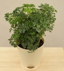 Aralia Golden Variegated White and Variegated White Mini Plant Bouquet