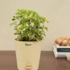 Aralia Variegated Mini Plant