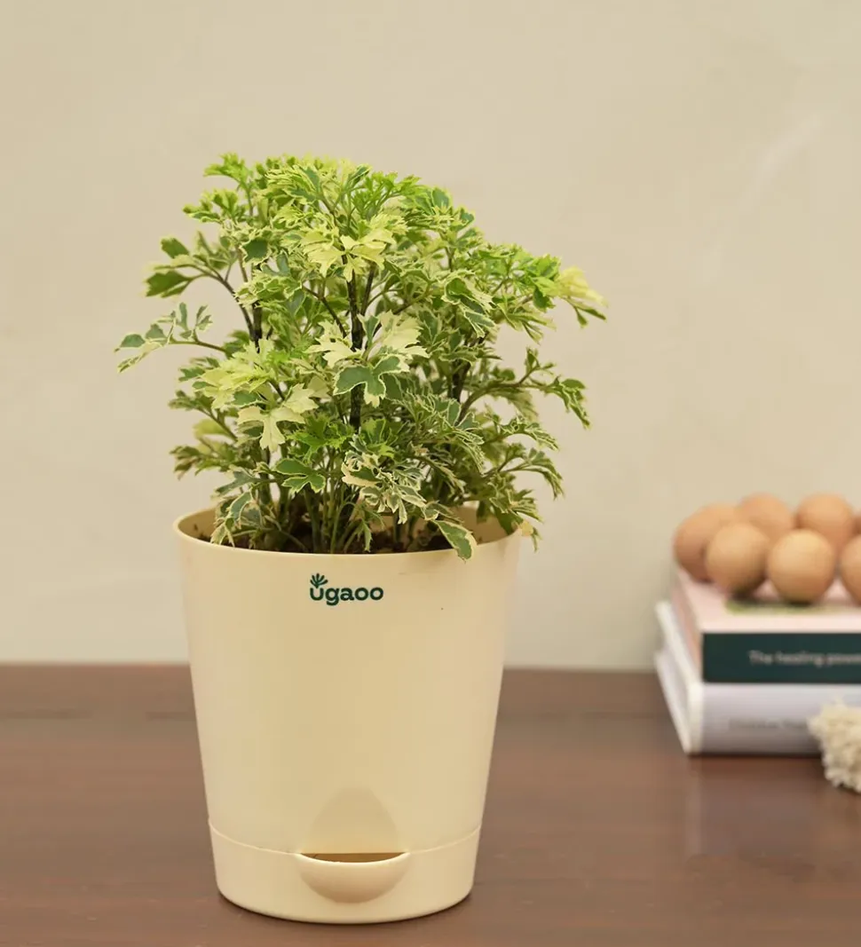 Aralia Variegated Mini Plant