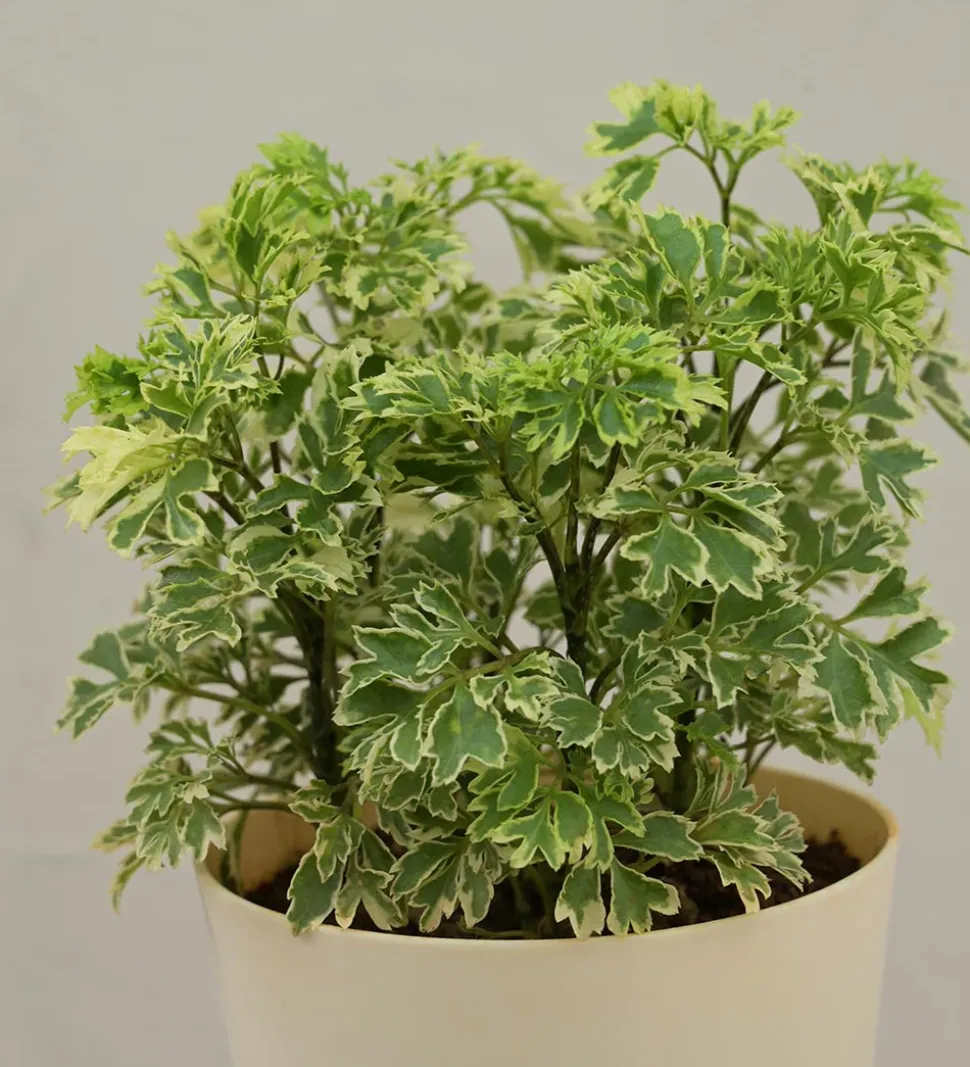 Aralia Variegated Mini Plant