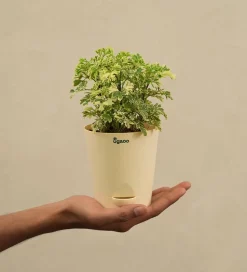Aralia Variegated Mini Plant