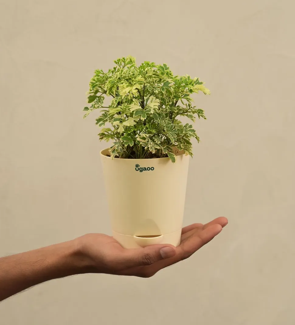 Aralia Variegated Mini Plant