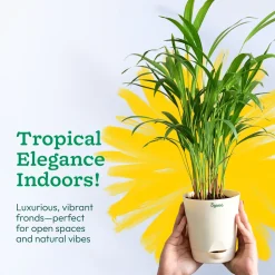 Areca Palm Plant
