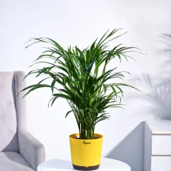 Areca Palm Plant