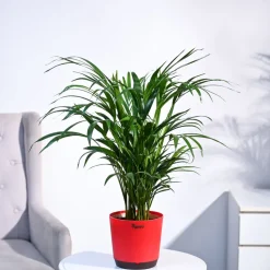 Areca Palm Plant