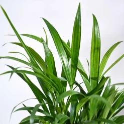 Areca Palm Plant