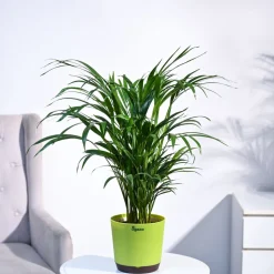 Areca Palm Plant