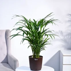 Areca Palm Plant