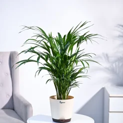 Areca Palm Plant