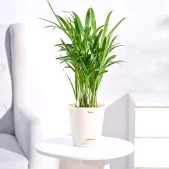 Areca Palm Plant