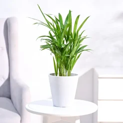 Areca Palm Plant