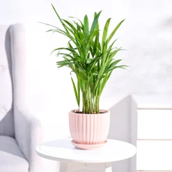 Areca Palm Plant