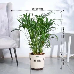 Areca Palm Plant XL