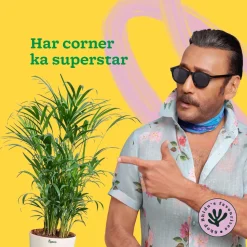 Areca Palm Plant XL