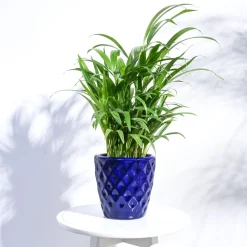 Argyle Ceramic Pot (6.2 Inch Diameter)