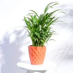Argyle Ceramic Pot (6.2 Inch Diameter)