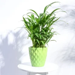 Argyle Ceramic Pot (6.2 Inch Diameter)